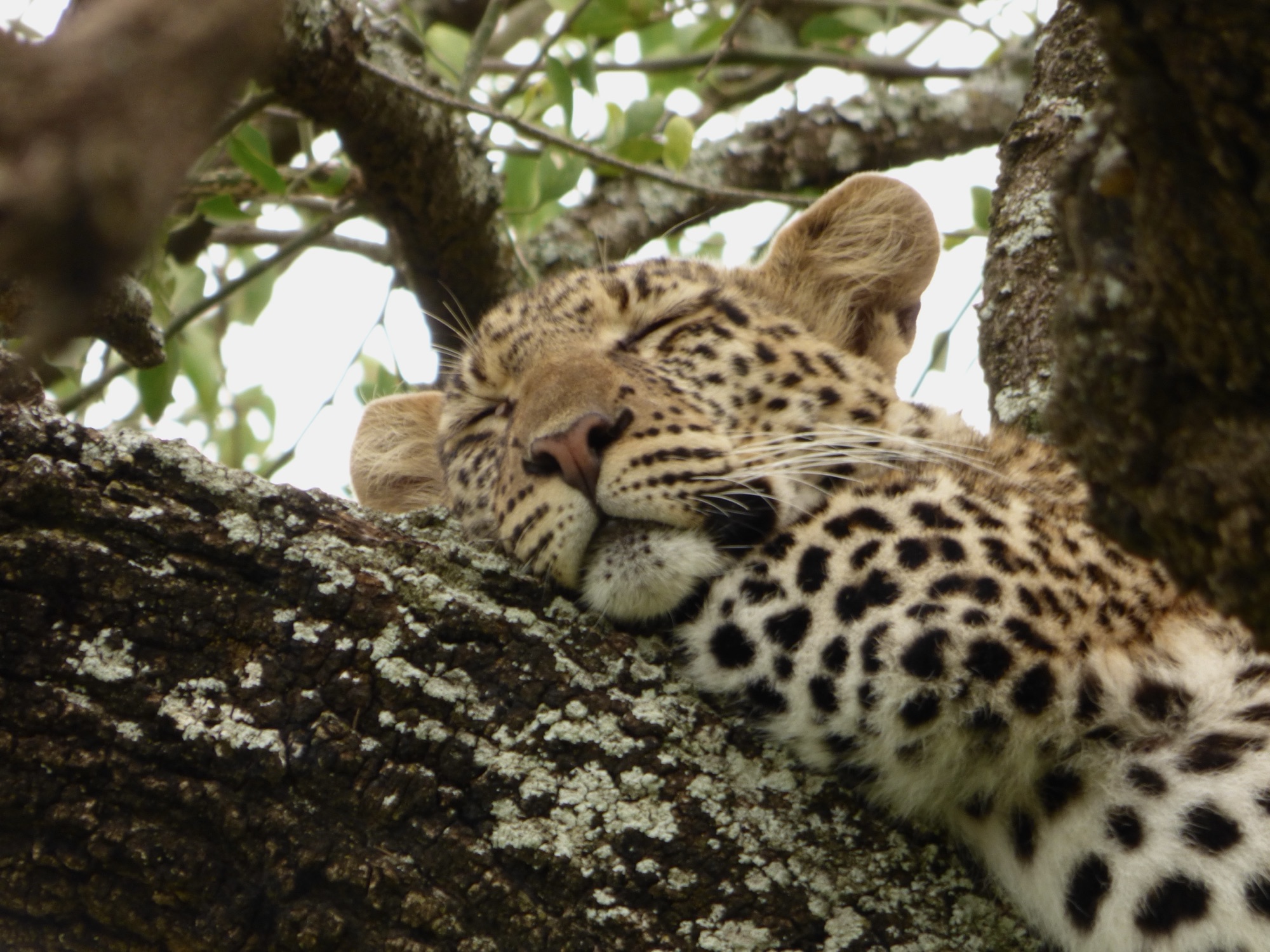 Four Day Safari in Tanzania